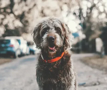 Wanita di China Rela Belajar Ilmu Hukum 700 Hari, Demi Penjarakan Peracun Anjing Peliharaannya