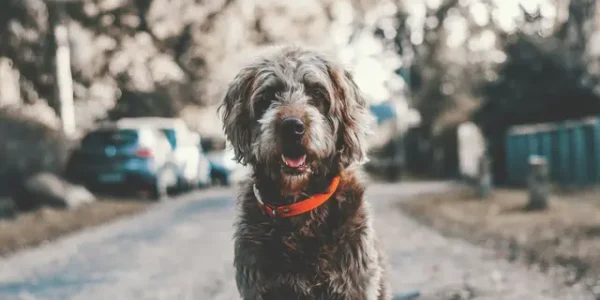 Wanita di China Rela Belajar Ilmu Hukum 700 Hari, Demi Penjarakan Peracun Anjing Peliharaannya