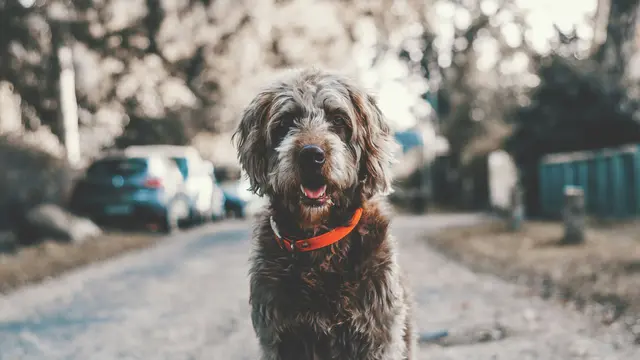 Wanita di China Rela Belajar Ilmu Hukum 700 Hari, Demi Penjarakan Peracun Anjing Peliharaannya