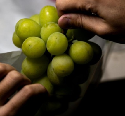 Geger Residu Racun di Anggur Muscat, Penjual Buah Thailand 'Menjerit'