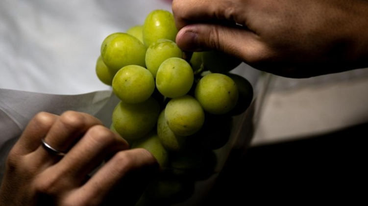 Geger Residu Racun di Anggur Muscat, Penjual Buah Thailand 'Menjerit'