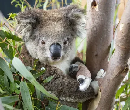 Sepasang Suami Istri Ini Kaget Usai Temukan Ada Koala di Kamar Tidur