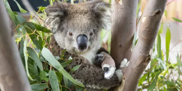 Sepasang Suami Istri Ini Kaget Usai Temukan Ada Koala di Kamar Tidur