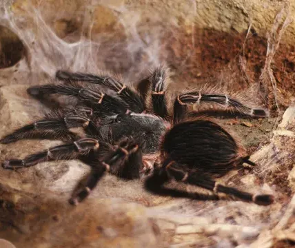 Gara-gara Ingin Selundupkan 320 Ekor Tarantula, Pria Asal Korea Selatan Ditangkap Polisi