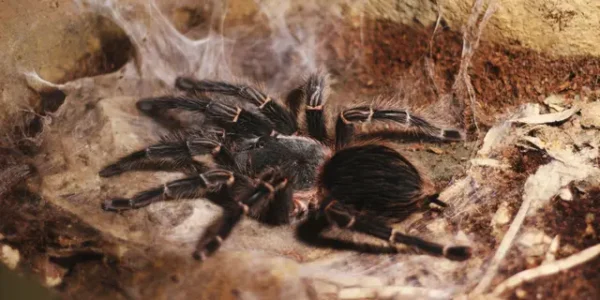 Gara-gara Ingin Selundupkan 320 Ekor Tarantula, Pria Asal Korea Selatan Ditangkap Polisi